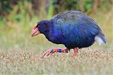 South Island Takahe